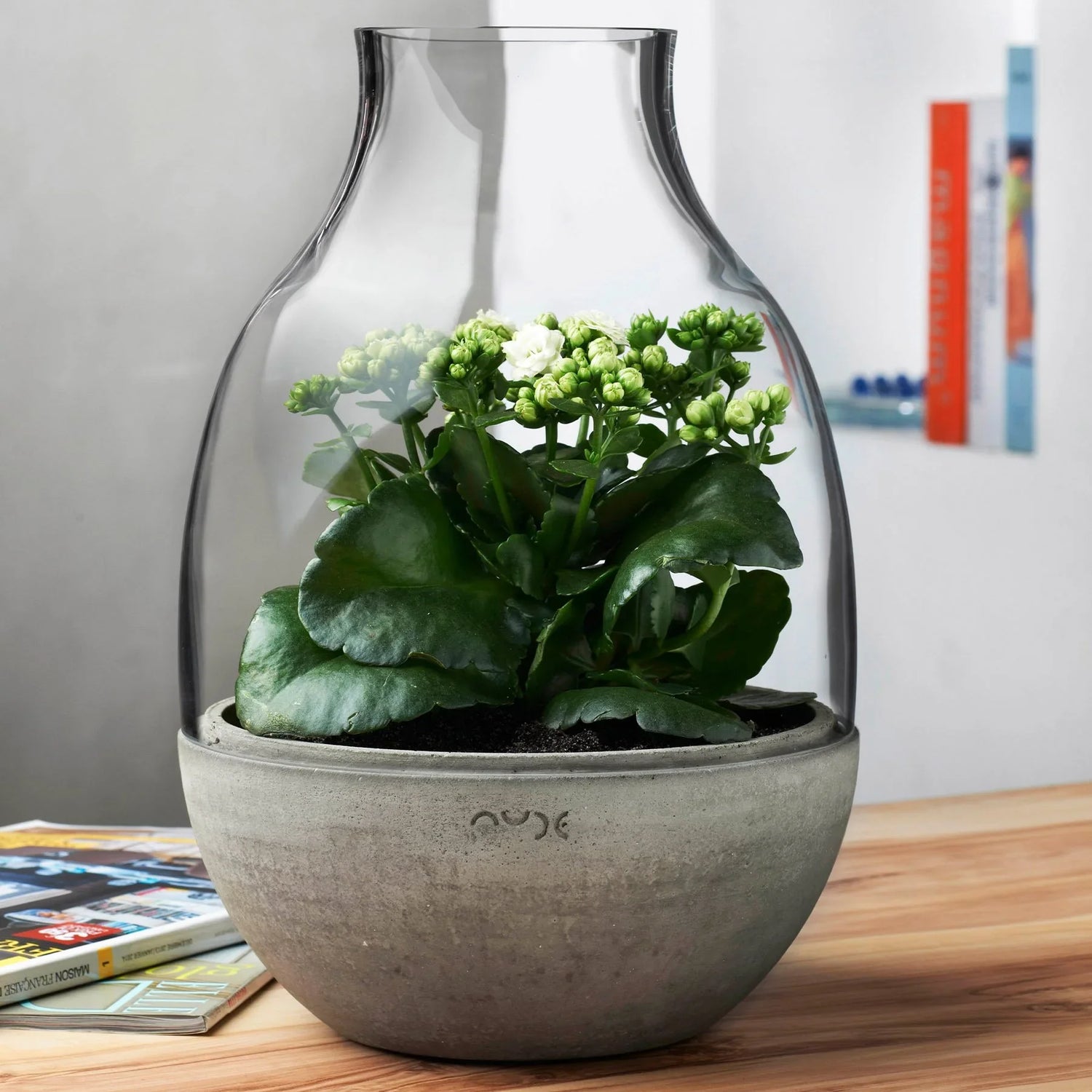 Eden Terrarium Clear with Moulded Concrete Base
